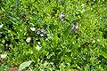 Timberline Mountain Bike Trails and Skills Park - Timberline wildflowers